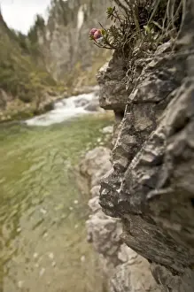 Lower Prints: View into the Oetscherbach river, Lower Austria, Austria, Europe