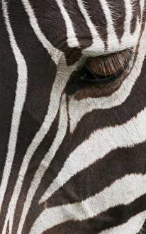 Plains Zebra Gallery: Side view of a plains zebra head, with the eye open. Ngorongoro Conservation Area, Tanzania