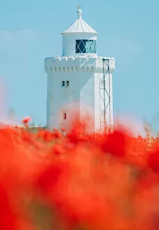 A view of a poppy field with South Foreland lighthouse in the background - stock photo