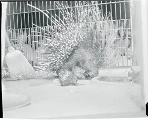 View of Porcupine with Baby