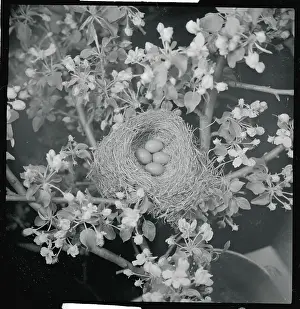 View of Robins Nest with Four Eggs
