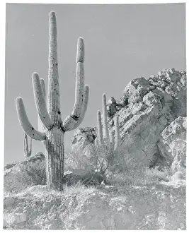 View of a Saguaro Cactus in Desert Site