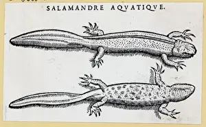 Salamander Prints: Top & Bottom View Of Salamanders