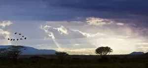 Images Dated 13th October 2011: View of the Samburu National Park at dusk, Samburu National Reserve, Kenya, East Africa