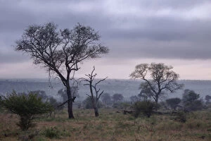 Park Gallery: View of South African Trees and Scrubs in the Misty Foggy Morning at Kruger National Park