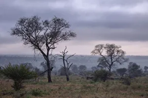Limpopo Gallery: View of South African Trees and Scrubs in the Misty Foggy Morning at Kruger National Park
