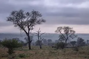 Misty Prints: View of South African Trees and Scrubs in the Misty Foggy Morning at Kruger National Park
