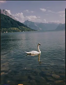 Geneva Prints: View of Swan on Lake Geneva