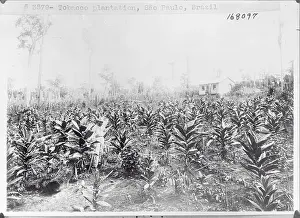 Sao Paulo Prints: View of Tobacco Field