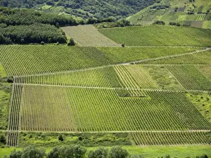 Grape Vine Prints: View of vineyards on a loop of the Moselle river as seen from the Calmont fixed rope route