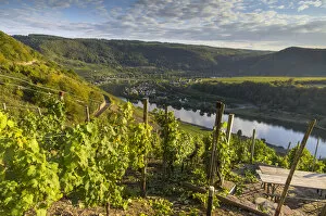 View over vineyards towards the Moselle River and Senheim, Mesenich, Cochem-Zell district, in Rhineland-Palatinate