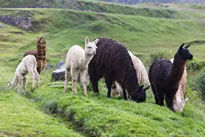 Andean Highlands Prints: View of wild alpacas (camelidae)
