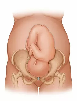 Development Collection: Front view of a woman nine months pregnant (baby phantomed within) ready for delivery