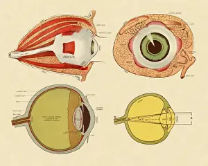 Eyeball Prints: Four Views of Eye