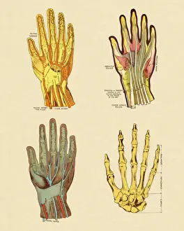 Four Objects Prints: Four Views of Hand