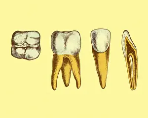 Dentist Prints: Four Views of Teeth