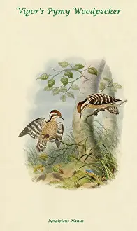 Beaks Prints: Vigor's Pygmy Woodpecker