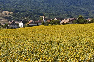 Swiss Collection: The village Onnens behind a field of sunflowers, Lake NeuchAzAtel, Switzerland, Europe
