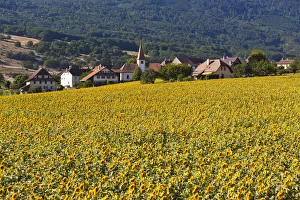 Swiss Collection: The village Onnens behind a field of sunflowers, Lake NeuchAzAtel, Switzerland, Europe