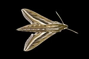 Images Dated 3rd March 2014: Vine Hawk-Moth or Silver-striped Hawk-Moth -Hippotion celerio-, Oromia Region, Ethiopia