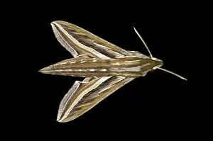Hawk Moth Prints: Vine Hawk-Moth or Silver-striped Hawk-Moth -Hippotion celerio-, Oromia Region, Ethiopia
