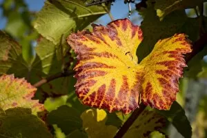 Vine leaf with autumn colours on the vine, Baden-Wurttemberg, Germany