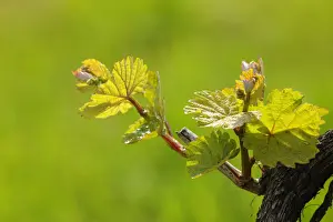 Spring Time Prints: Vine shoots in spring