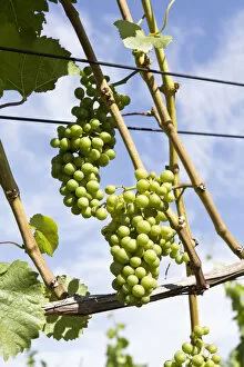 Vine stock with grapes on the Rotweinwanderweg wine trail, Bad Neuenahr-Ahrweiler, Rhineland-Palatinate, Germany
