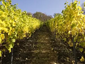 Vines in autumn, Mayschoss, Ahrtal, Eifel, Rhineland-Palatinate, Germany