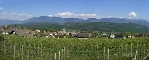 Images Dated 14th April 2014: Vines, Kaltern, Wine Route, Province of South Tyrol, Italy
