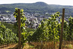Images Dated 2nd September 2012: Vines on the Rotweinwanderweg wine trail, Bad Neuenahr-Ahrweiler, Rhineland-Palatinate, Germany