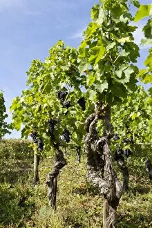 Vines on the Rotweinwanderweg wine trail, Bad Neuenahr-Ahrweiler, Rhineland-Palatinate, Germany, Europe