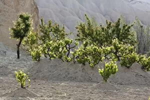 Images Dated 11th May 2014: Vines, tufa formations, Goreme National Park, Cappadocia, Central Anatolia Region, Anatolia, Turkey