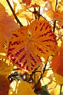 Images Dated 22nd October 2012: Vines, vine leaves in autumn colours, vineyard on Ahrsteig mountain, Ehlinger Ley