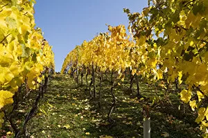 Images Dated 22nd October 2012: Vines, vine leaves in autumn colours, vineyard on Ahrsteig mountain, Ehlinger Ley