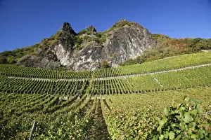 Grape Vine Prints: Vines, vineyards, wine-growing area on Drachenfels mountain