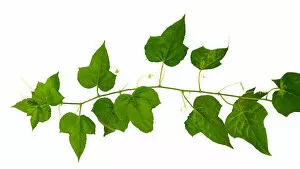 Jungle Gallery: Vines on white background Isolates