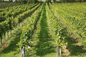 Spitz Austria Prints: Vineyard, Austria, Wachau