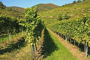 Images Dated 28th September 2013: Vineyard, Austria, Wachau Valley