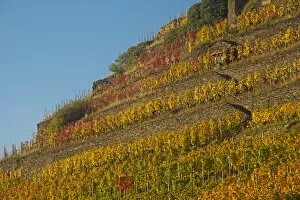 Vineyard in autumn, red wine-growing region of the Pinot Noir and Portuguese grape varieties, Ahr Valley, Eifel