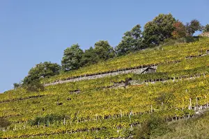 Vinyard Prints: Vineyard in autumn, Viessling, Spitzer Graben valley