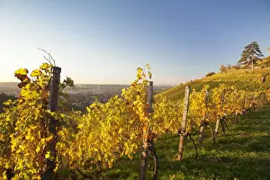 Grape Vine Prints: Vineyard in the evening light in autumn