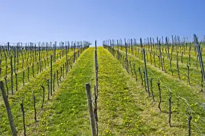 One After Another Prints: Vineyard, Gleiszellen-Horbach, Deutsche Weinstrasse