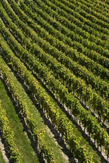 Vitaceae Prints: Vineyard, near Ruedesheim, Rheingau, Hesse, Germany, Europe