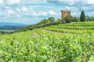 Vineyard next to Ruins of castle, Chateauneuf du Pape, France