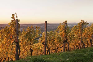 Images Dated 24th October 2013: Vineyard at sunset in autumn, view of Stuttgart from Wurttemberg hill, Rotenberg, Stuttgart
