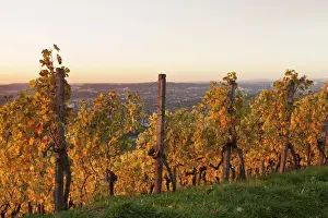 Grape Vine Prints: Vineyard at sunset in autumn, view of Stuttgart from Wurttemberg hill