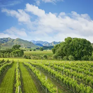 Wine Growing Region Prints: Vineyard tucked up under the mountains