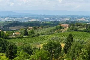 Images Dated 18th June 2016: Vineyard in Tuscany, Italy