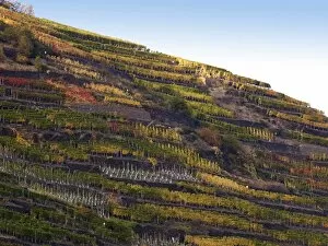 Images Dated 22nd September 2012: Vineyard with vines on steep slopes and terraces at the autumn, Mayschoss, Ahrtal, Eifel